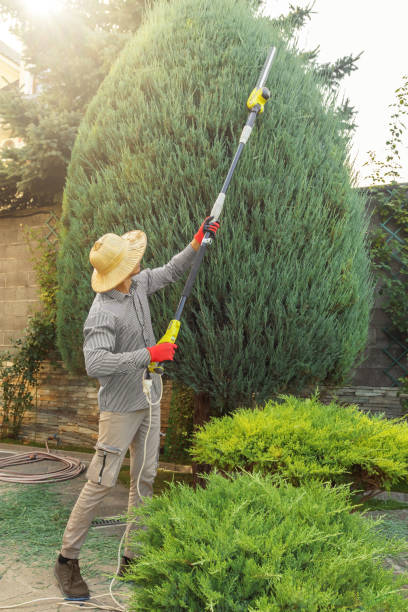 Best Best Tree Removal Services  in USA